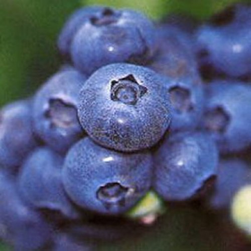 Blueberry Denise Blue Mid Season Mild / Tart Self Fertile - Pot Grown | ScotPlants Direct